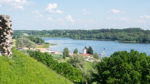 A Green Trees Near the Body of Water Under the Blue Sky and White Clouds