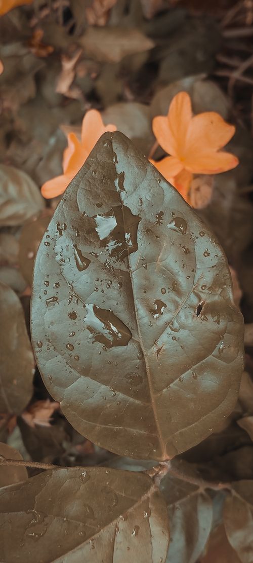 Free stock photo of brown, brown leaves, drop Stock Photo