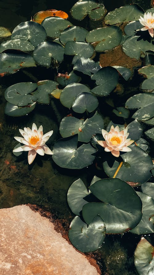 Free Water Lilies in Bloom  Stock Photo