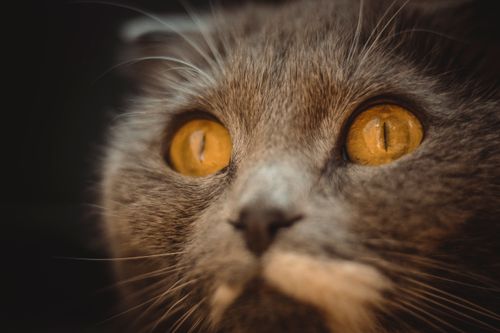 Free Close-up photo capturing the intense gaze of a gray cat with striking yellow eyes. Stock Photo