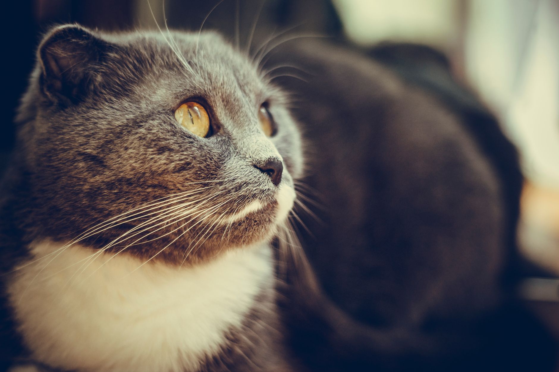 Homozygous vs. Heterozygous: The Genetics of Severity