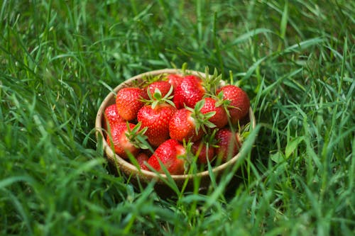 Free Strawberries on Bowl Stock Photo