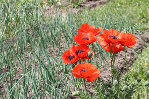 Free A Poppy Flowers on the Field Stock Photo
