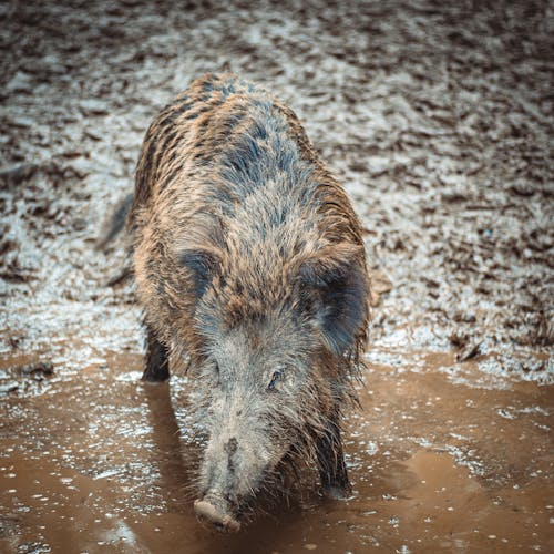 Close Up Photo of Wild Board on Mud