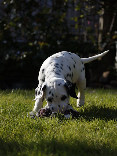 Free A Dalmatian Dog on Green Grass Field Stock Photo