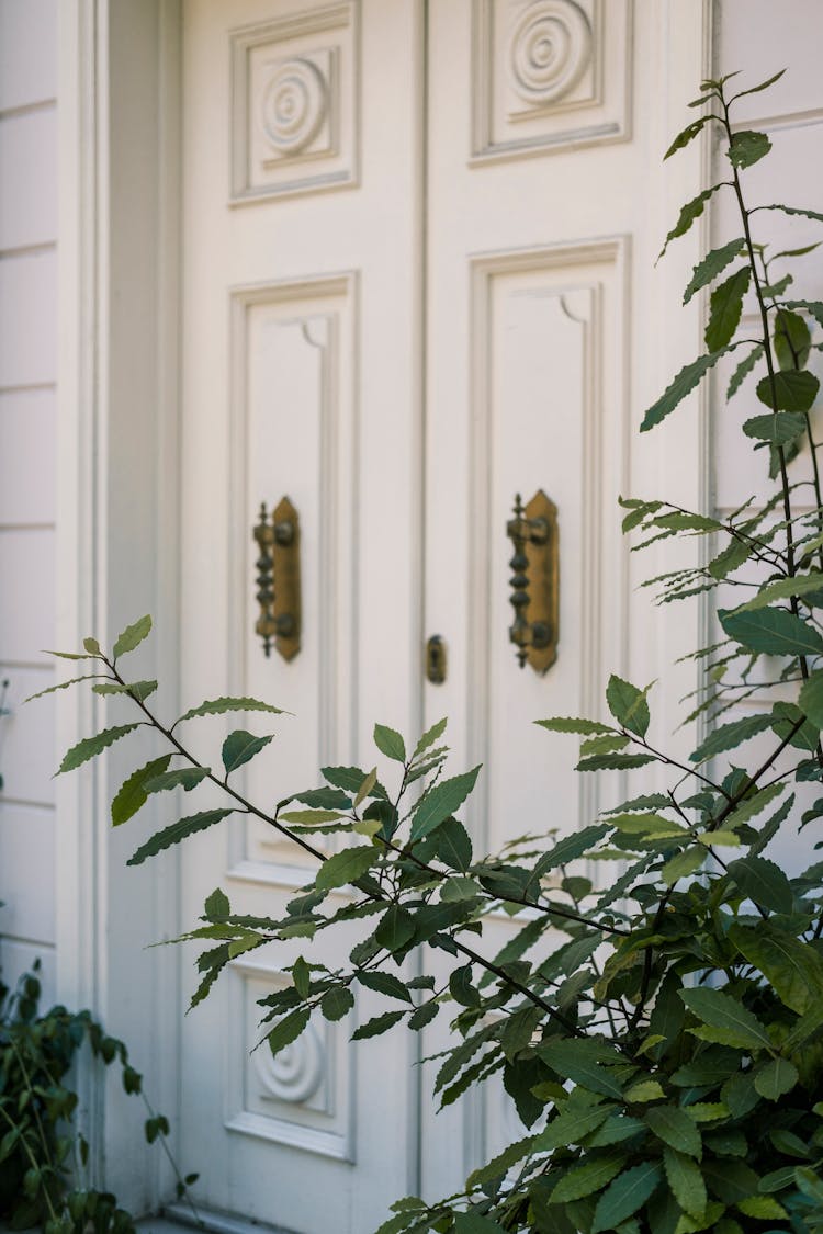 A Green Leaves Near White Door