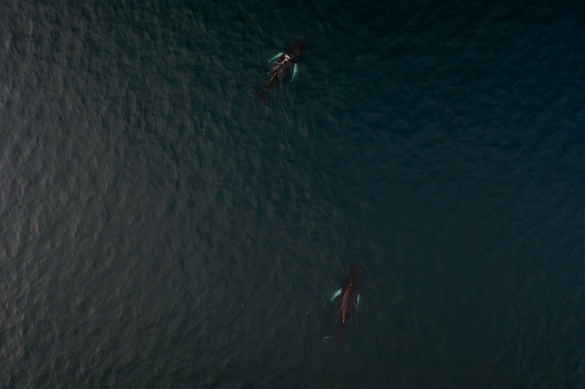 Whale Supergroups Rebound, But Iran War Poses Risks