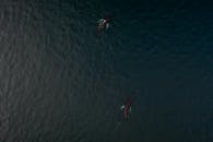 Birds Eye View of Sea with Whales