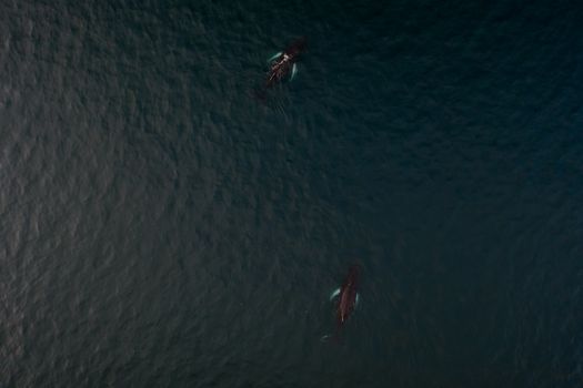 Drone shot capturing two humpback whales swimming in dark ocean waters.