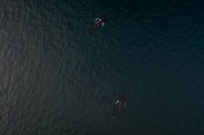 Humpback Whales Adapt Song Structure Rapidly in Response to Environmental Changes