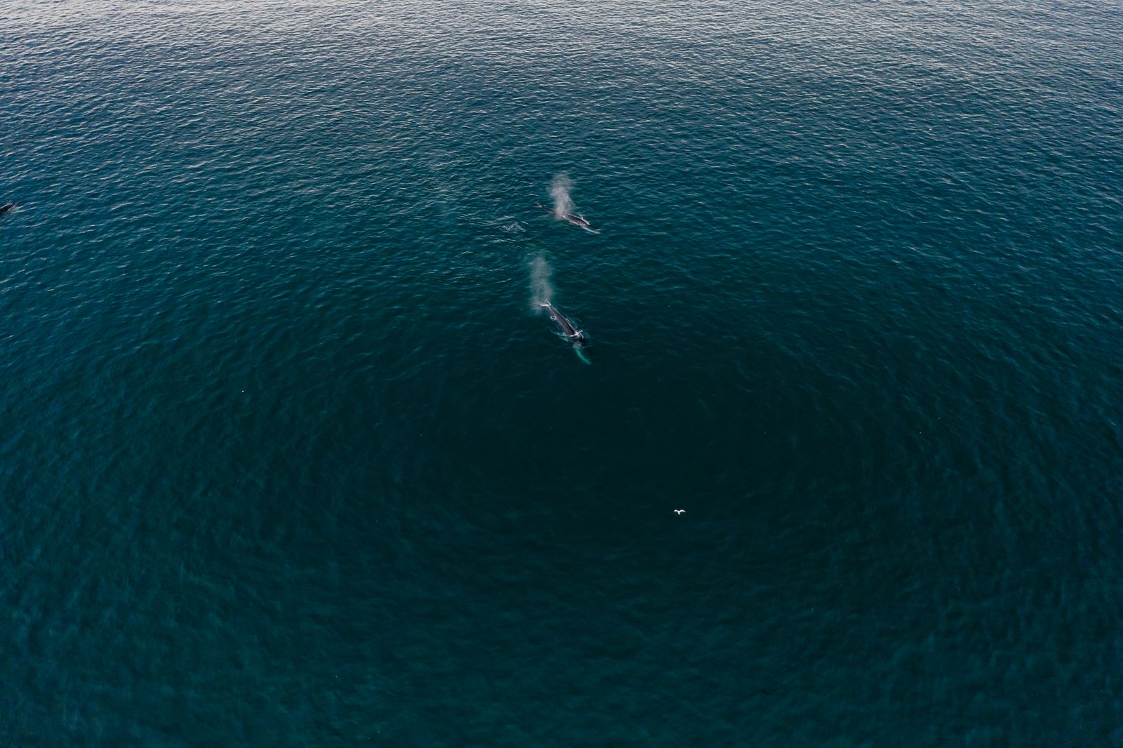 Ballena jorobada y su cría junto a un nadador a distancia en Tonga.