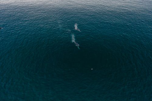 Free Drone shot of whales in the ocean, showcasing marine wildlife in natural habitat. Stock Photo