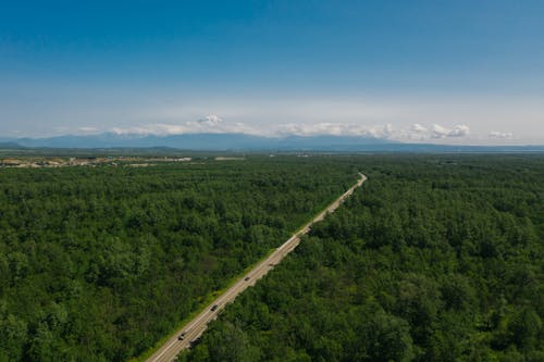 A Road Surrounded by Trees