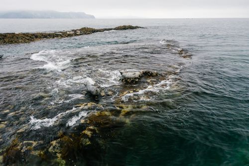 Free Seals lounging on coastal rocks on a misty day with gentle waves and distant cliffs. Stock Photo