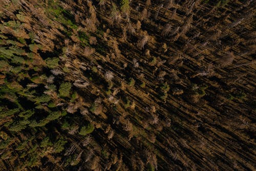 Aerial Photography of Trees