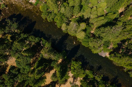 Aerial View of Green Trees and a River