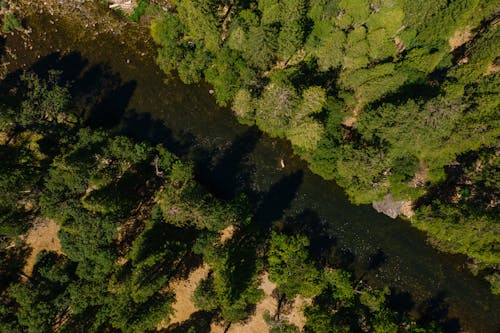 Безкоштовне стокове фото на тему «Аерофотозйомка, дерева, знімок із дрона»