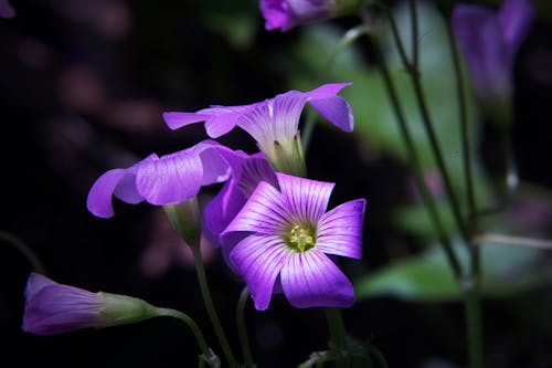 bezplatná Základová fotografie zdarma na téma detail, fialové květiny, flóra Základová fotografie