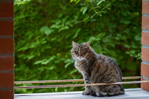 Бесплатное стоковое фото с животное, полосатый кот, сидящий