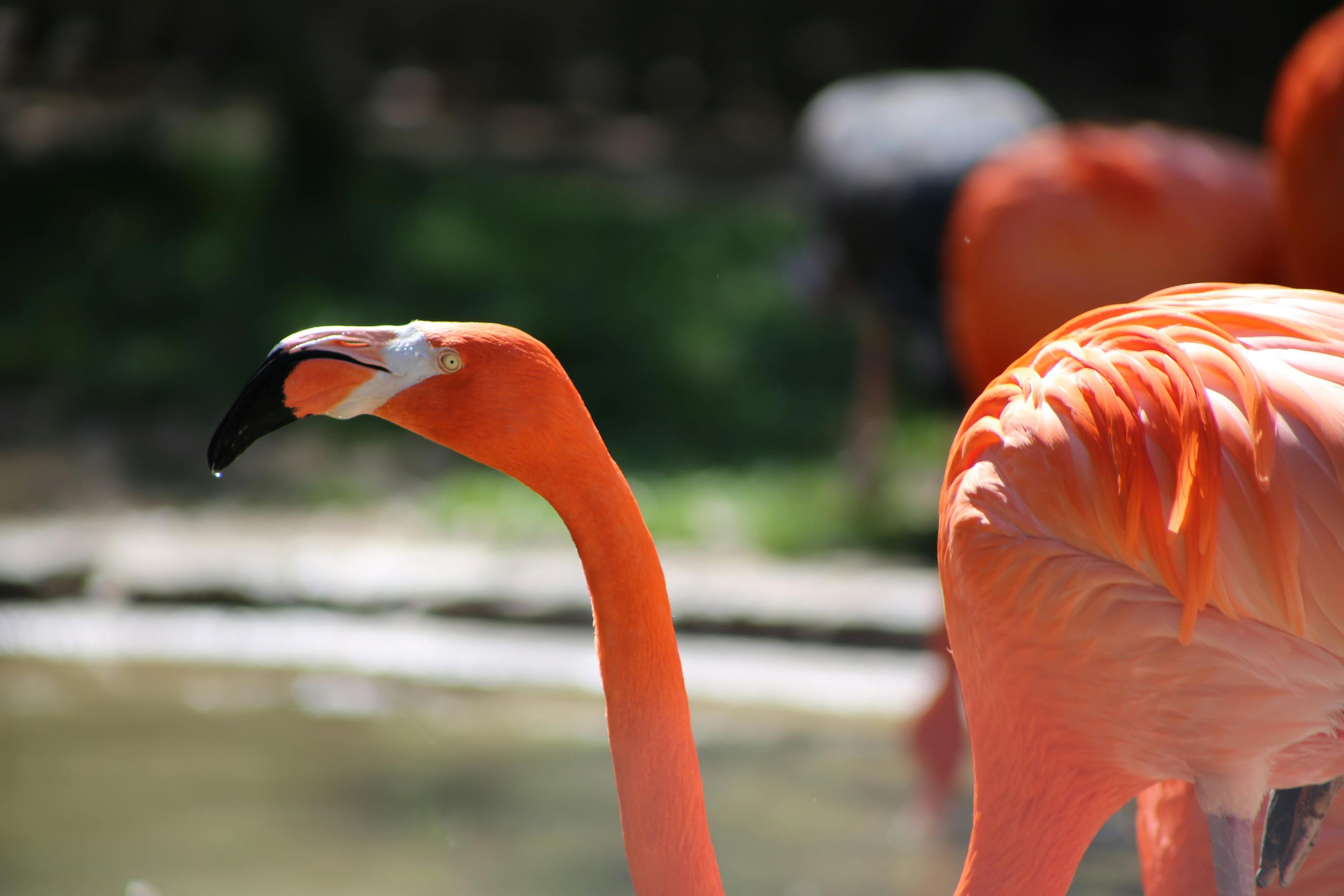 Free stock photo of flamingo, zoo, zoo animal