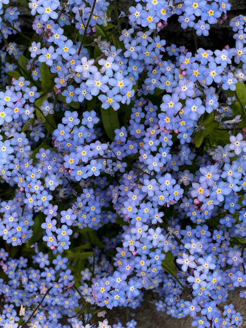 Blue and White Flowers With Green Leaves · Free Stock Photo