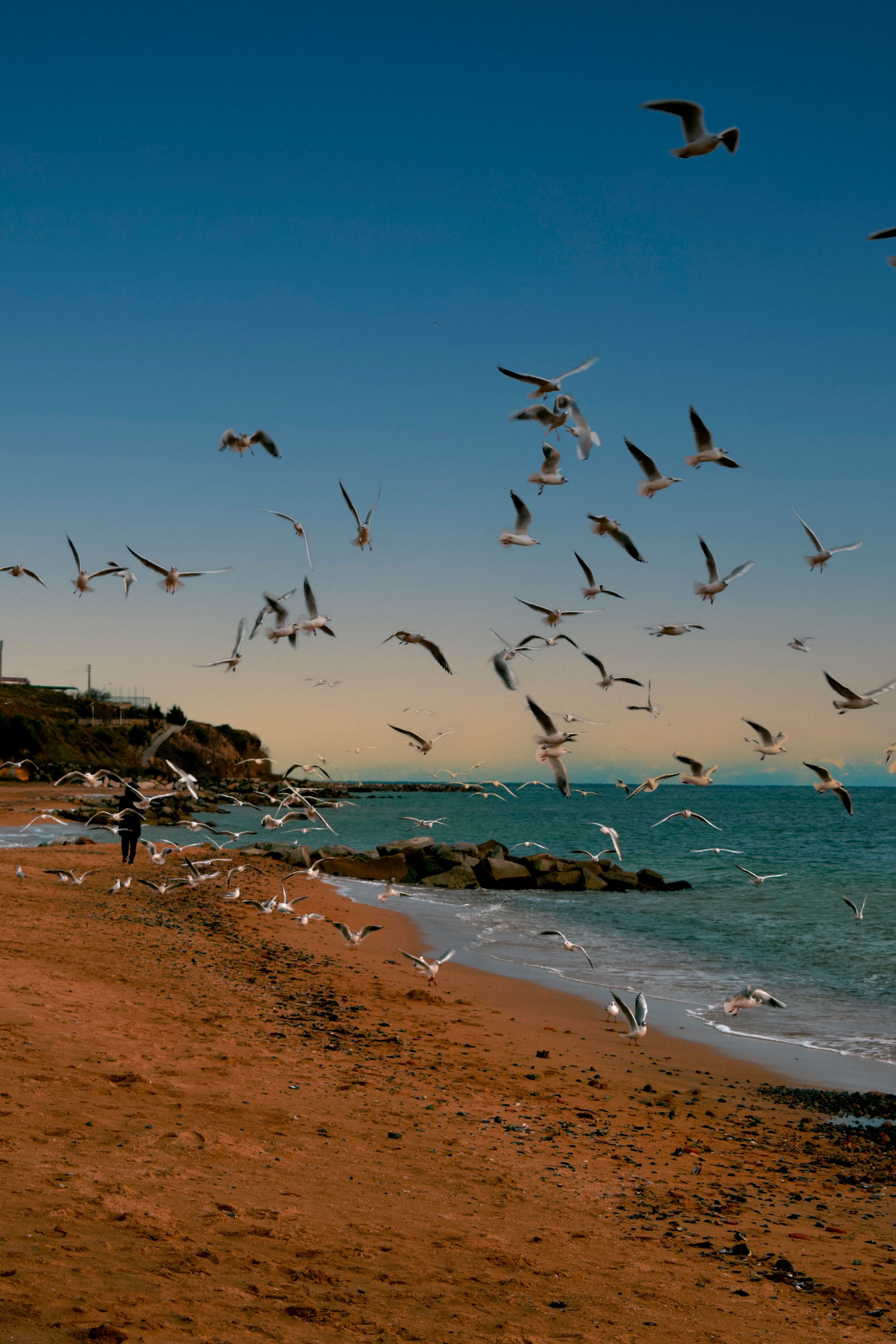 A Flock of Birds Flying on the Beach · Free Stock Photo