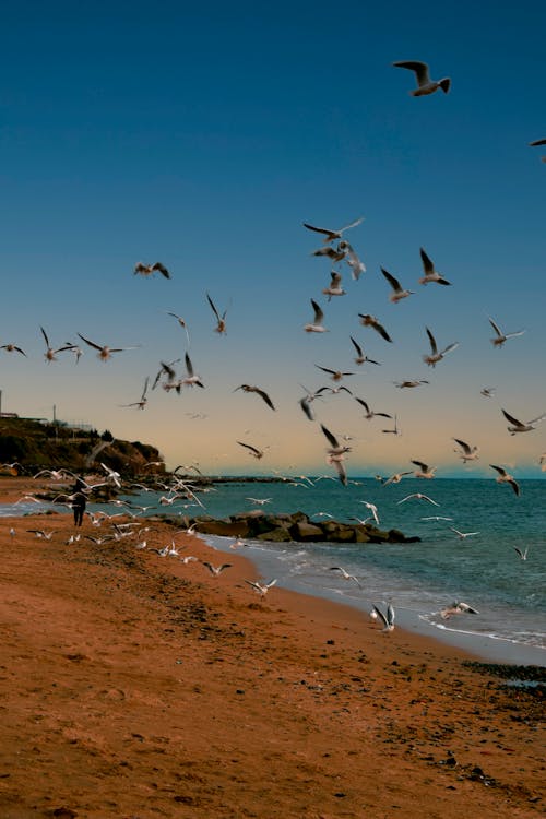 Free A Flock of Birds Flying on the Beach Stock Photo