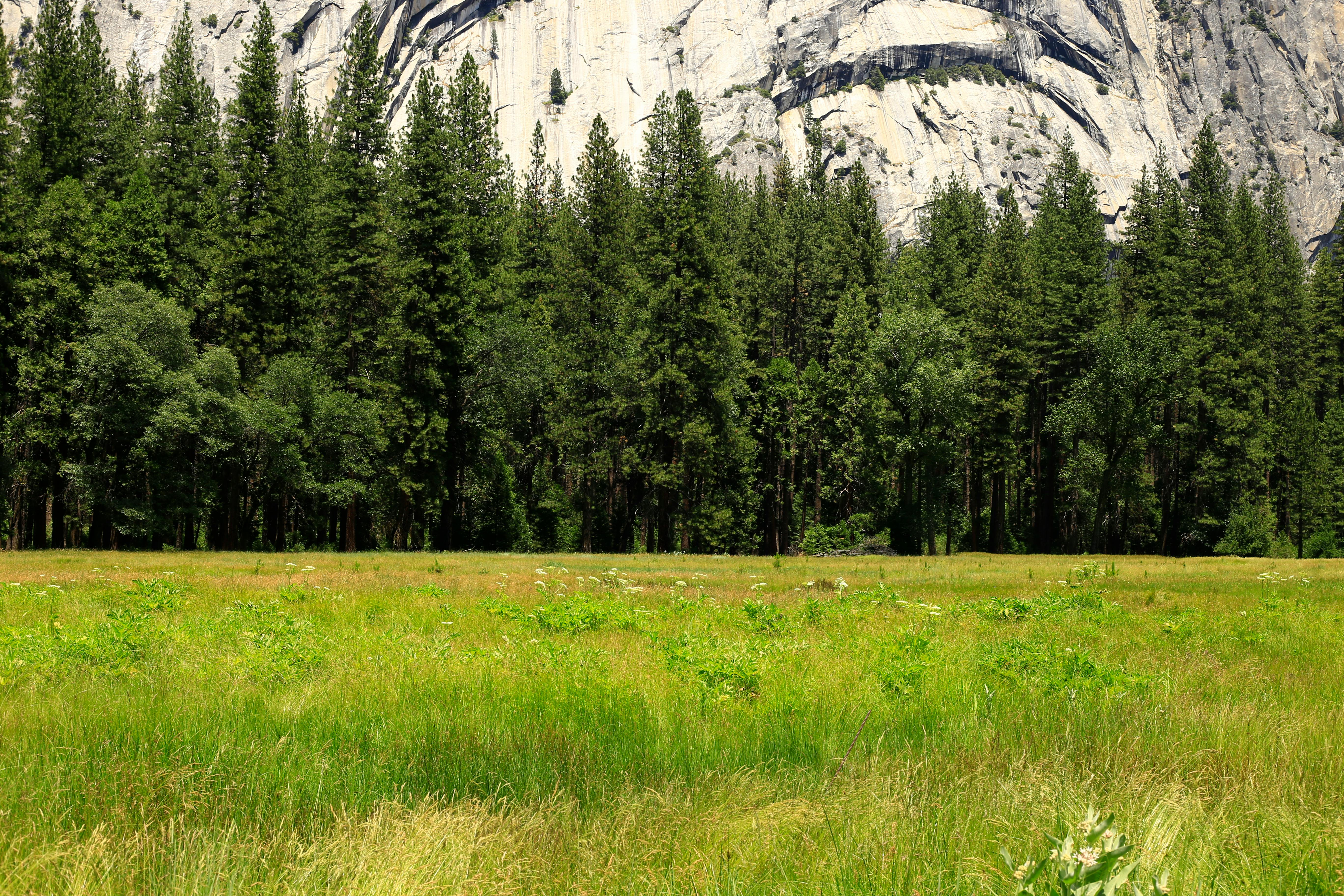 Free stock photo of yosemite