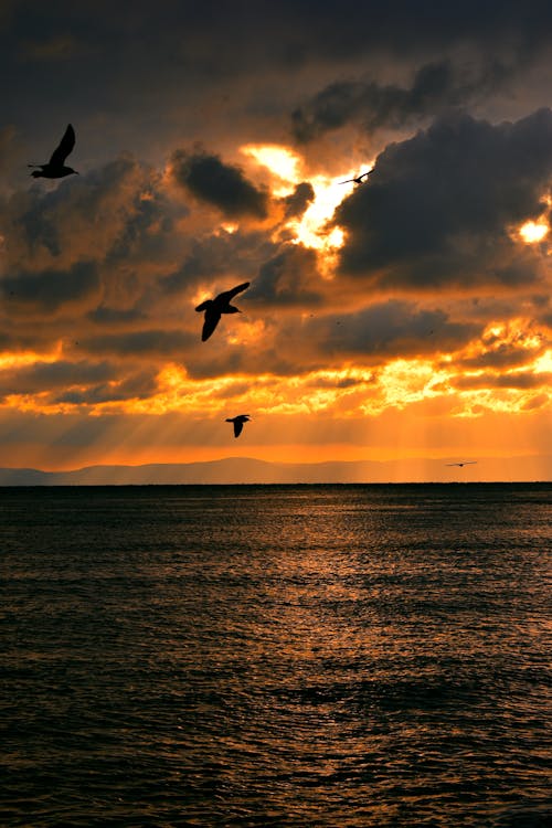 Horizon over Sea and Yellow Dramatic Sky with Birds