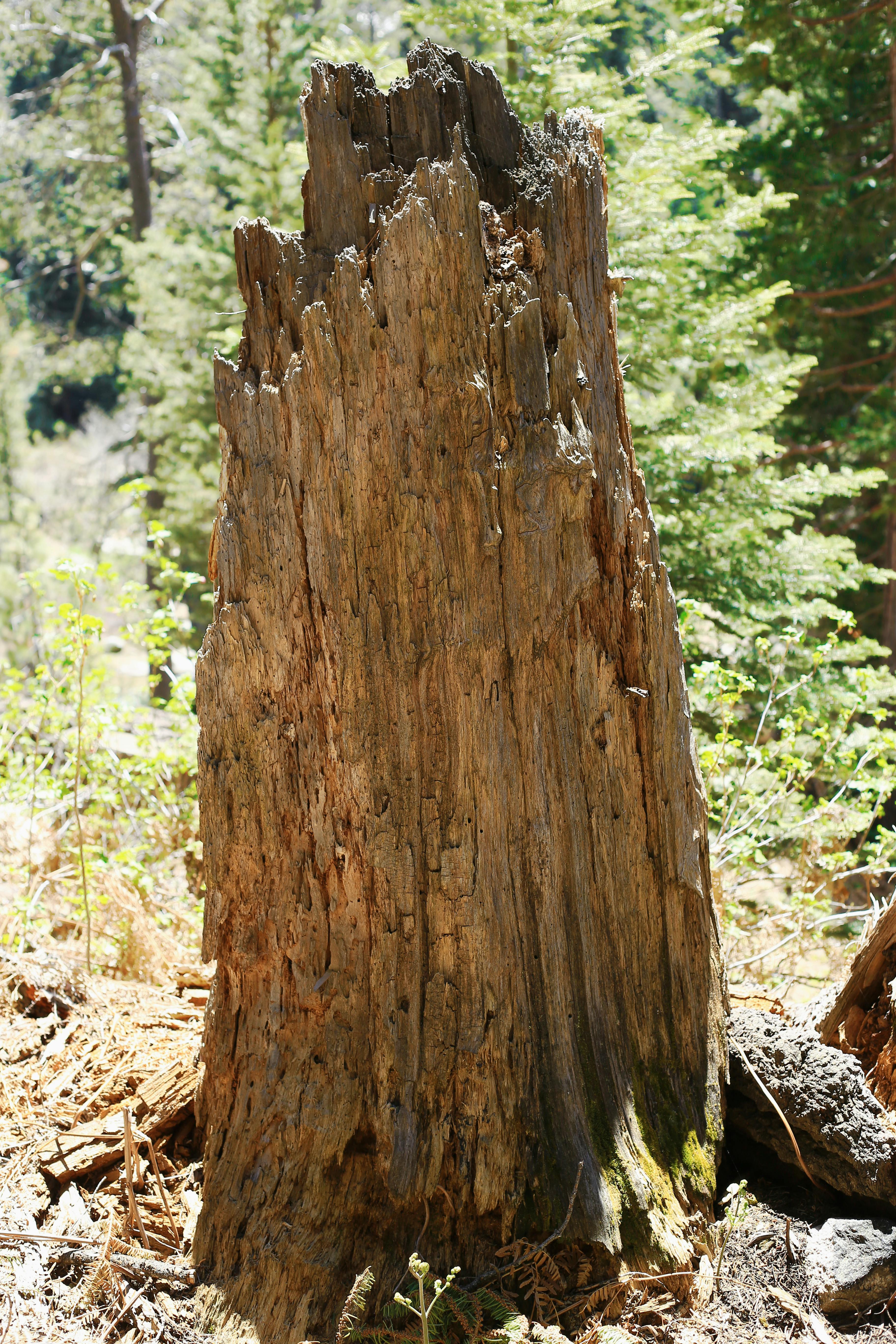 Free stock photo of Sequoia National Forest, stump