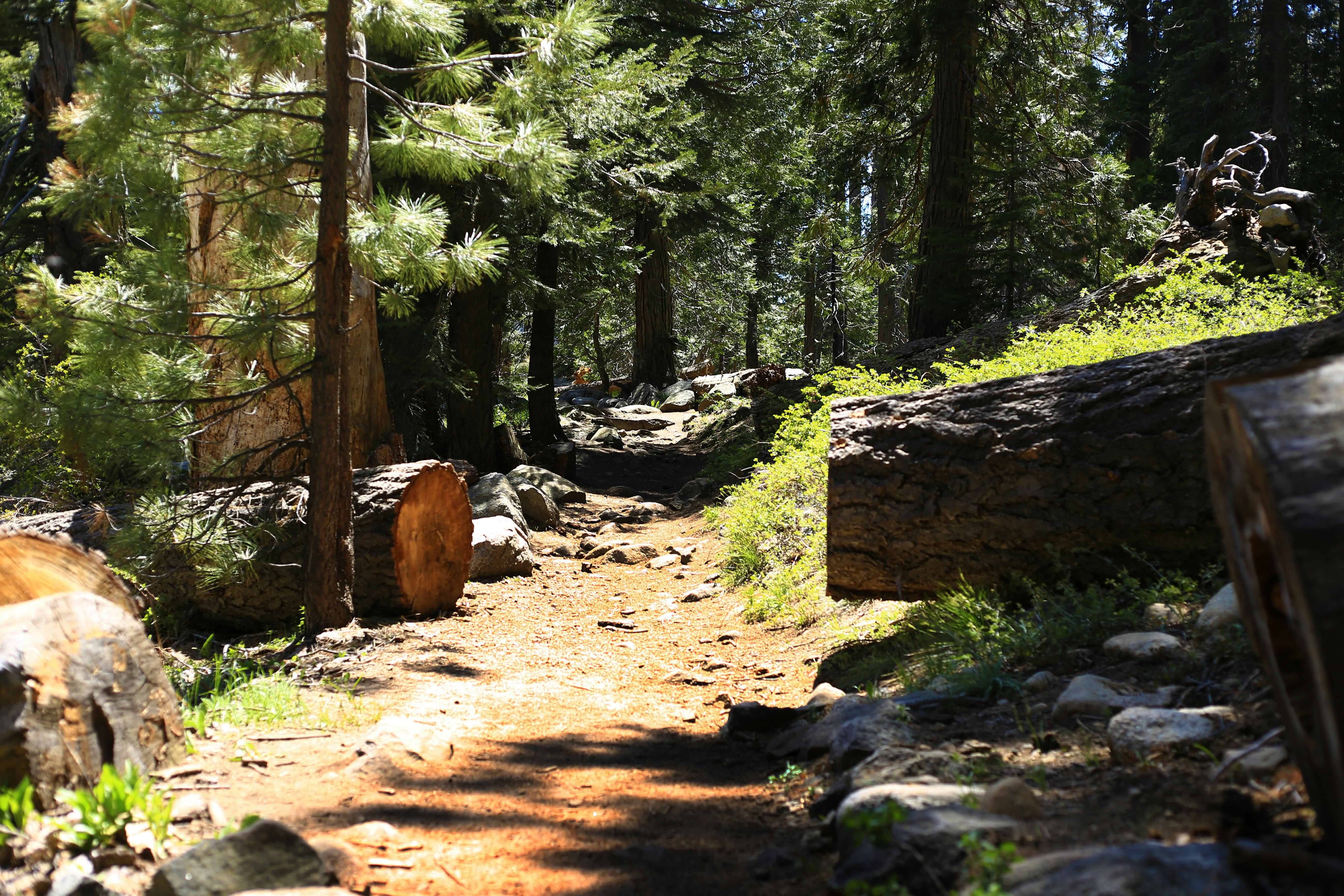 Free stock photo of forest trail, Sequoia National Forest, trail