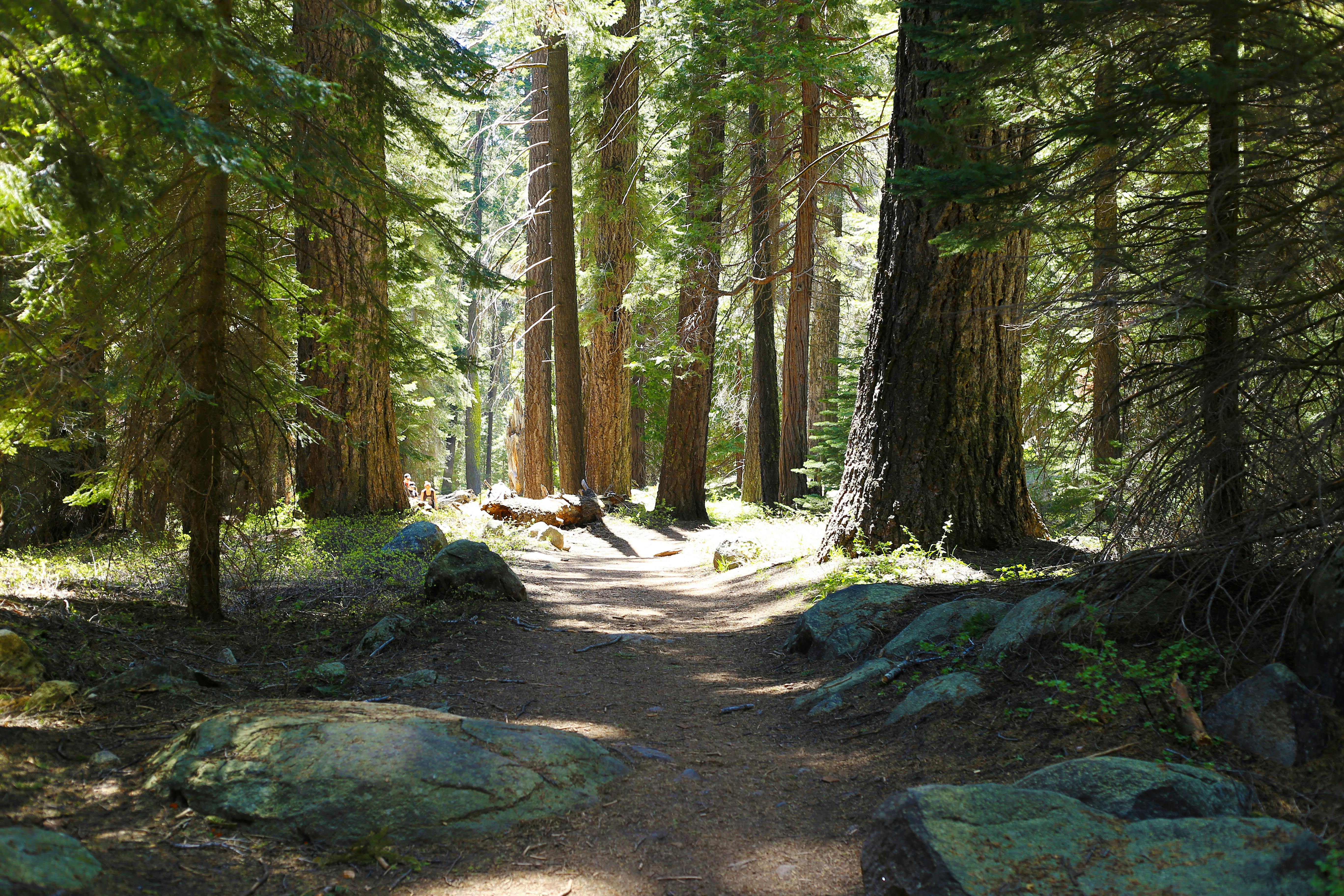 Free stock photo of forest trail, sequoia national park, trail