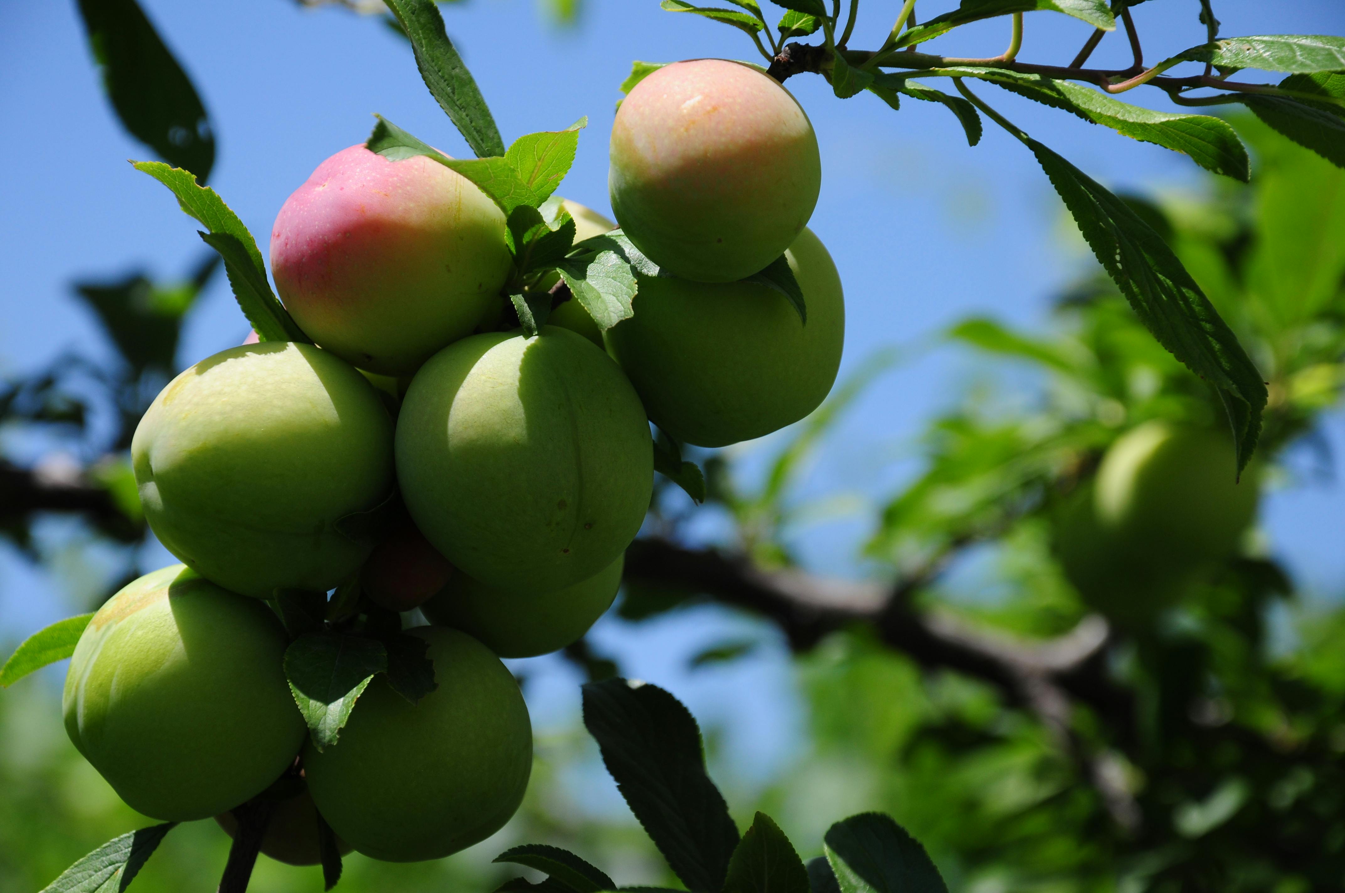 Free stock photo of green, plum, plum tree