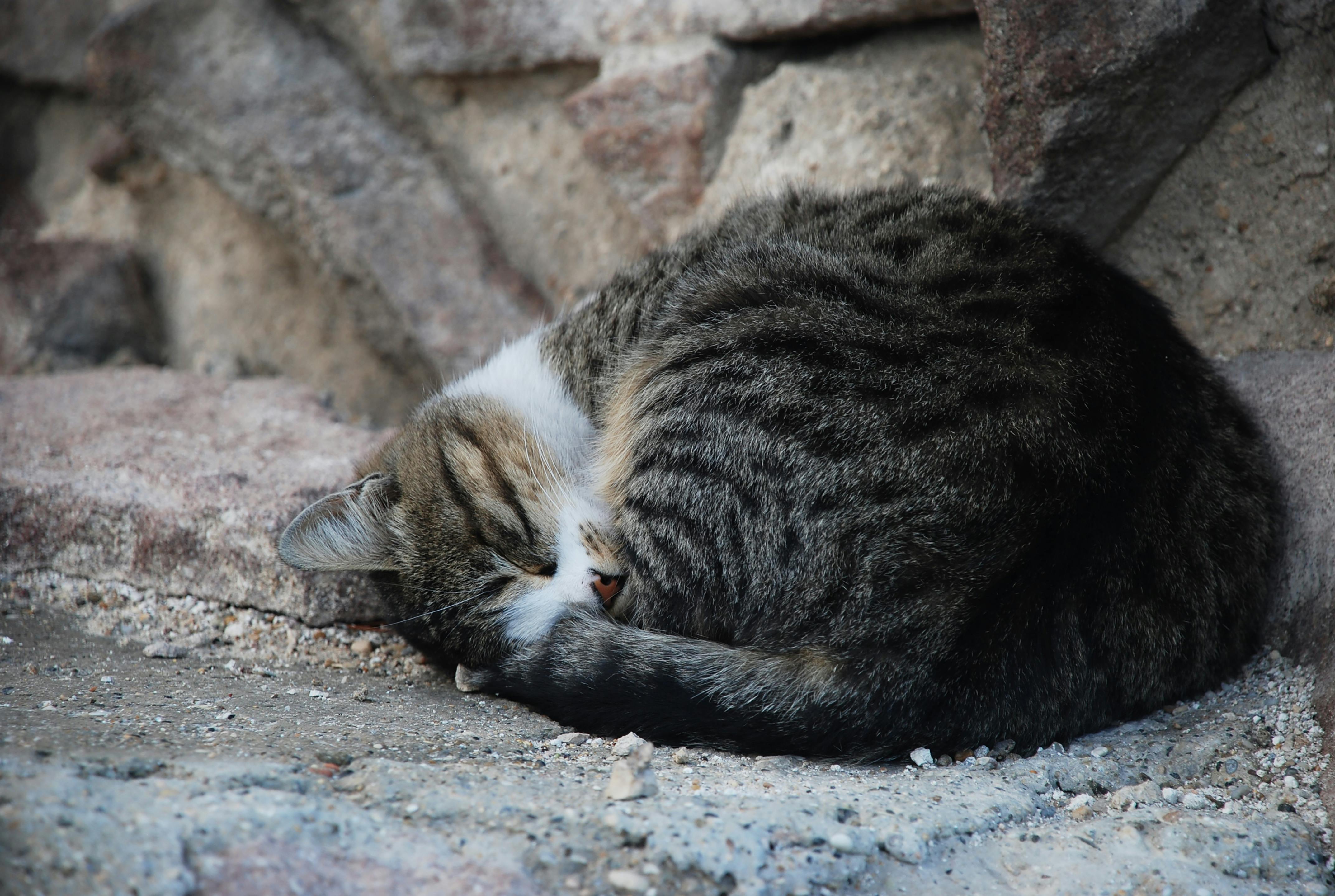 Free stock photo of alley cat, cat, cat sleep