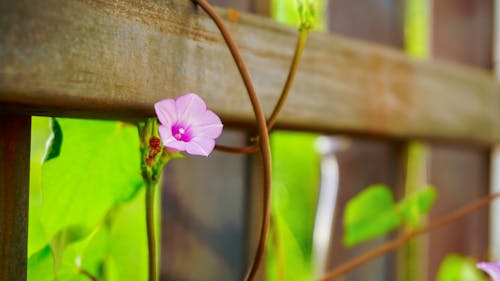 Free stock photo of beautiful flowers, focus, garden