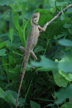 chameleon photo
