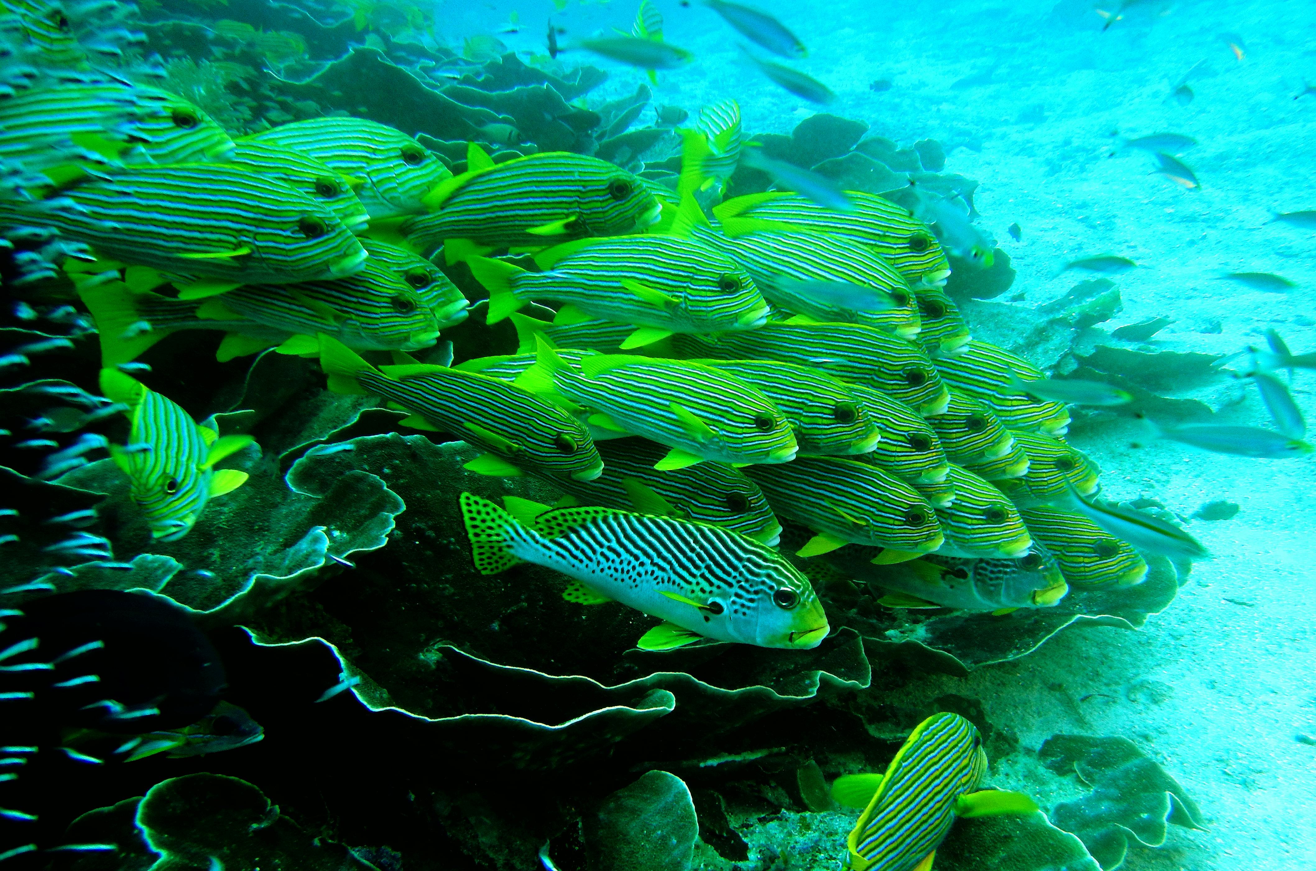 Free stock photo of animals, sea