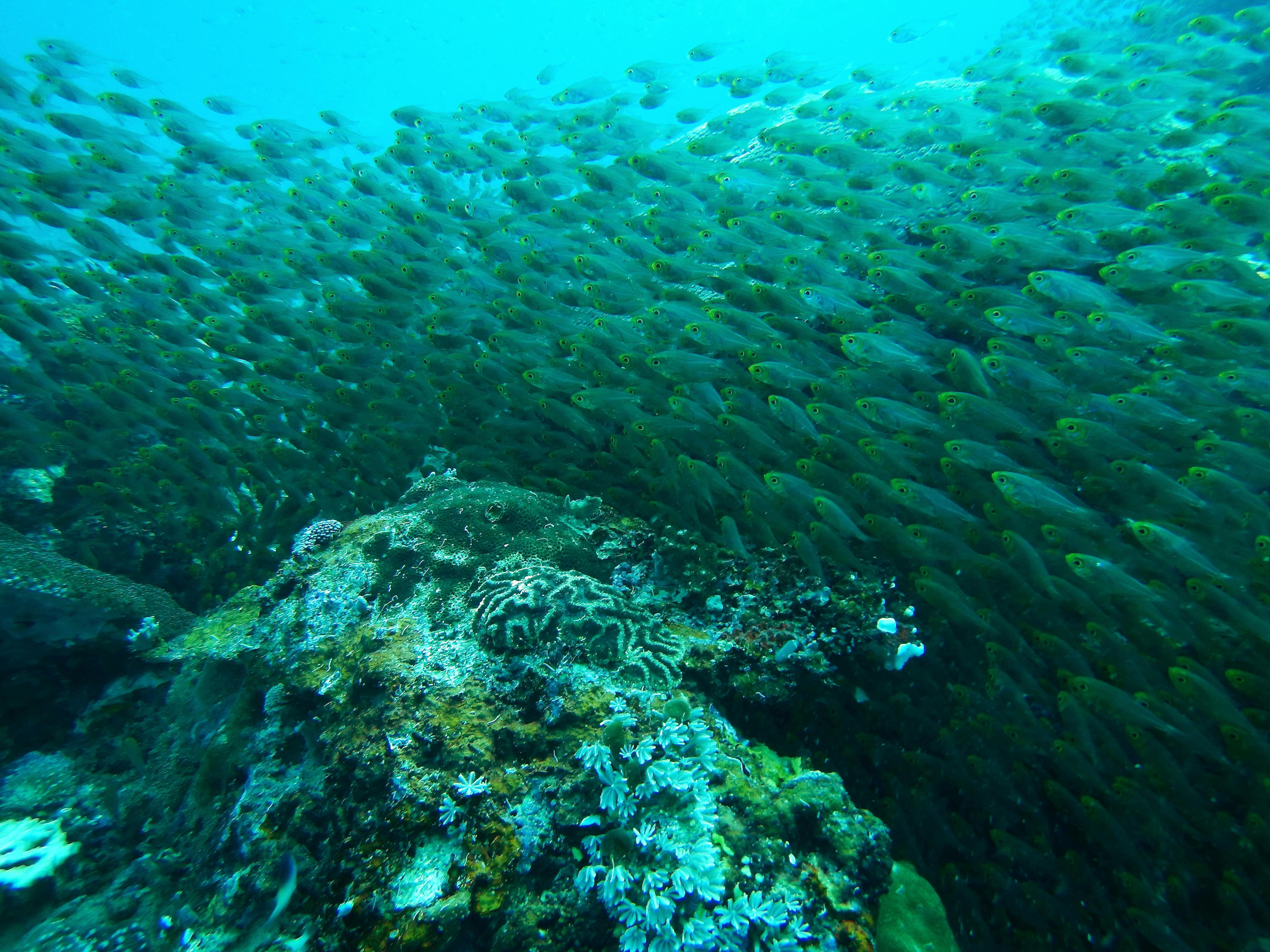 Free stock photo of animals, sea