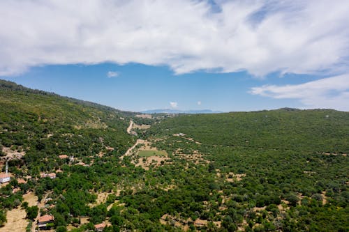 Forest in Valley