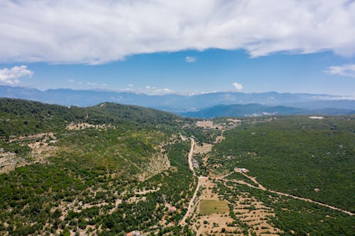 Landscape of Green Forest