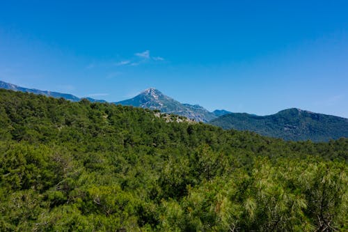 açık hava, arazi, büyüme içeren Ücretsiz stok fotoğraf