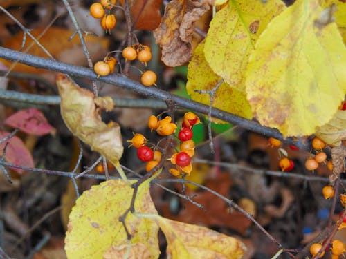 คลังภาพถ่ายฟรี ของ ฤดูใบไม้ร่วง, ส้ม, สีแดง