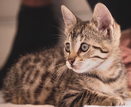 Free Close-up of a cute tabby kitten with bright eyes, showing detailed fur and whiskers. Stock Photo