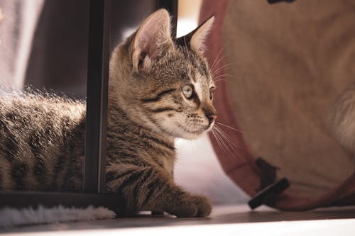 Free A Tabby Cat on the Floor Stock Photo