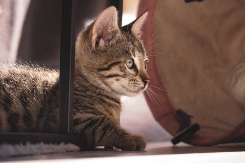 Free Adorable tabby kitten lounging in warm sunlight indoors, capturing a serene moment. Stock Photo