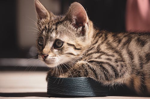 Free A Kitten Lying on a Sandal Stock Photo
