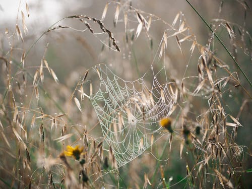 Free A Cobweb attached on Plants Stock Photo