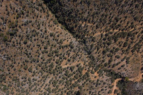 Darmowe zdjęcie z galerii z drzewa, fotografia lotnicza, zdjęcie z drona
