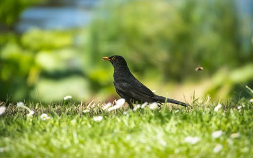 Free stock photo of blackbird, grass, selective focus