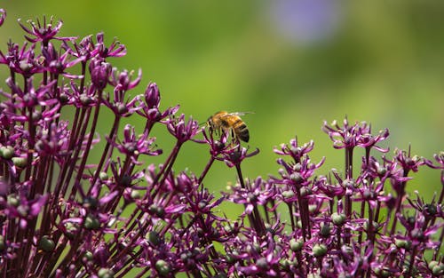 Yellow and Black Bee on Purple Flower